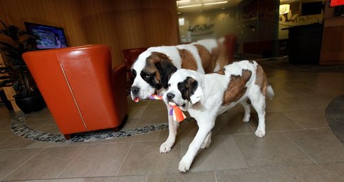 PHIL HOSSACK / WINNIPEG FREE PRESS  -  St Bernards, six yr old  Gallagher (left) and 6 month old pup Lily roam Sunova's Leila ave location. See Doug Speirs story.  (and yes that's dog slobber on my lens making the smudge) -  March 30, 2017