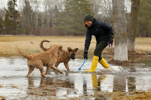 RUTH BONNEVILLE  / WINNIPEG FREE PRESS

Standup
Sanah Seram plays in a large puddle of water with 5 month old puppies, Rugby (cross-shepherd) and Ruffin (golden retriever) at Charleswood off-leash park Friday.


March 31, 2017
