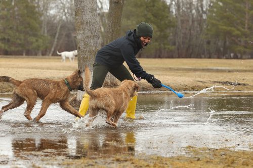 RUTH BONNEVILLE  / WINNIPEG FREE PRESS

Standup
Sanah Seram plays in a large puddle of water with 5 month old puppies, Rugby (cross-shepherd) and Ruffin (golden retriever) at Charleswood off-leash park Friday.


March 31, 2017