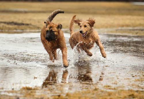 RUTH BONNEVILLE  / WINNIPEG FREE PRESS

Standup
Five-month-old puppies  Rugby (left) a shepherd cross  and Ruffin a golden retriever, splash through the pools of water as they play together at Charleswood off-leash park Friday.


March 31, 2017