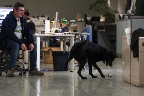 MIKE DEAL / WINNIPEG FREE PRESS
Dash the black lab plays fetch with Rob Williams in the newsroom.
170328 - Tuesday, March 28, 2017.