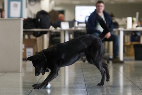 MIKE DEAL / WINNIPEG FREE PRESS
Dash the black lab plays fetch with newsroom staff.
170328 - Tuesday, March 28, 2017.