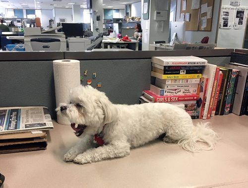 JEN ZORATTI / WINNIPEG FREE PRESS
Samson takes a moment to rest on Zoratti's desk while spending time in the newsroom.
170327 - Monday, March 27, 2017.