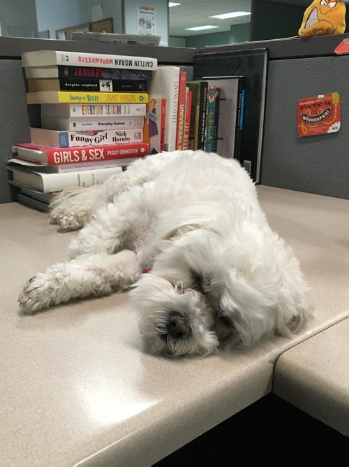 JEN ZORATTI / WINNIPEG FREE PRESS
Samson takes a moment to rest on Zoratti's desk while spending time in the newsroom.
170327 - Monday, March 27, 2017.