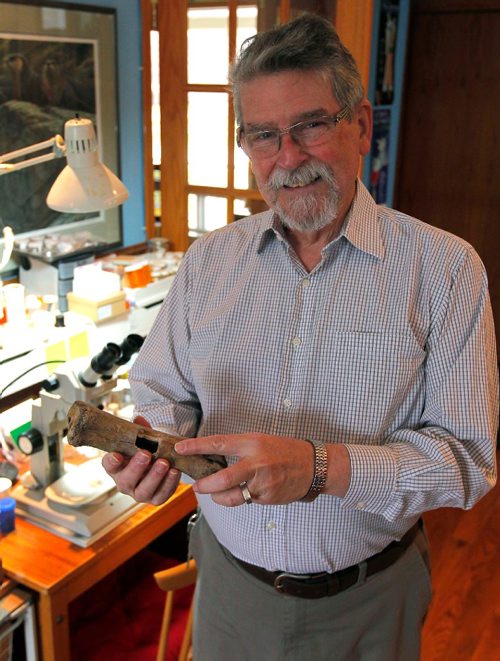 BORIS MINKEVICH / WINNIPEG FREE PRESS
Manitoban paleontologist Jim Burns holds a Bison cannon bone in his home laboratory. Burns is part of an international team whose study will be published in Nature magazine tomorrow claiming North American megafauna, from mammoths to sabre-toothed cats, became extinct 11,000 years ago due to flooding from melting glaciers that turned the prairies into wetland and black spruce forest, destroying herbivore food supply. April 17, 2017
