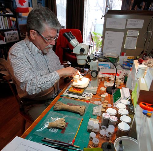 BORIS MINKEVICH / WINNIPEG FREE PRESS
Manitoban paleontologist Jim Burns examine some mammmal bones in his home laboratory. Burns is part of an international team whose study will be published in Nature magazine tomorrow claiming North American megafauna, from mammoths to sabre-toothed cats, became extinct 11,000 years ago due to flooding from melting glaciers that turned the prairies into wetland and black spruce forest, destroying herbivore food supply. April 17, 2017
