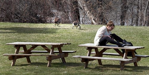 PHIL HOSSACK / WINNIPEG FREE PRESS  -  Geese graze on greening grass near U of M's Robson Hall (Law School) while a student takes a break to bask in the sun. See Alex Paul story re: U of M hiring a crew to break nesting geese eggs.  -  April 19,  2017