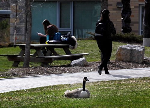 PHIL HOSSACK / WINNIPEG FREE PRESS  -  A Canada Goose boldly plants itself, basking in the sun in the U of M Courtyard near the facility's Education Building. See Alex Paul story re: U of M hiring a crew to break nesting geese eggs.  -  April 19,  2017