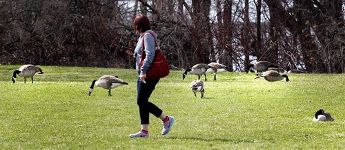 PHIL HOSSACK / WINNIPEG FREE PRESS  -  Geese graze near U of M's Robson Hall (Law School) while a student walks past. See Alex Paul story re: U of M hiring a crew to break nesting geese eggs.  -  April 19,  2017