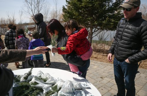 MIKE DEAL / WINNIPEG FREE PRESS
Laine Burley, 4, is handed a free tree sapling while her parents Shanna and Brent look on. FortWhyte Alive hosted their annual Earth Day celebration on Sunday.
170423 - Sunday, April 23, 2017.