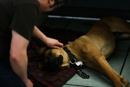 MIKE DEAL / WINNIPEG FREE PRESS
Wendy Sawatzky's dog Walter hard at work in the Winnipeg Free Press newsroom.
170419 - Wednesday, April 19, 2017.