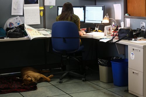 MIKE DEAL / WINNIPEG FREE PRESS
Wendy Sawatzky's dog Walter hard at work in the Winnipeg Free Press newsroom.
170419 - Wednesday, April 19, 2017.