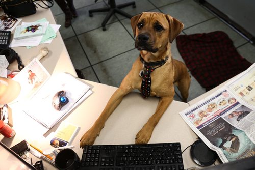 MIKE DEAL / WINNIPEG FREE PRESS
Wendy Sawatzky's dog Walter hard at work in the Winnipeg Free Press newsroom.
170419 - Wednesday, April 19, 2017.