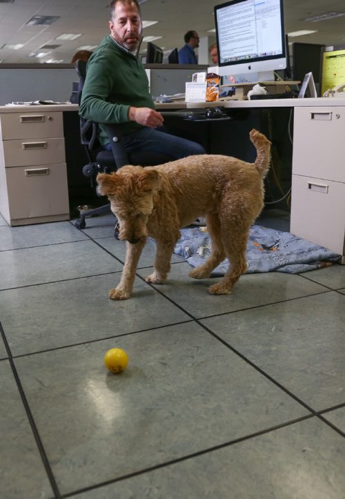 MIKE DEAL / WINNIPEG FREE PRESS
Jeff Slusky and his dog Griffin in the Winnipeg Free Press newsroom.
170420 - Thursday, April 20, 2017.