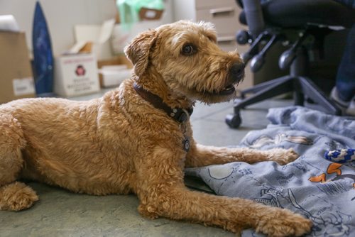 MIKE DEAL / WINNIPEG FREE PRESS
Jeff Slusky and his dog Griffin in the Winnipeg Free Press newsroom.
170420 - Thursday, April 20, 2017.