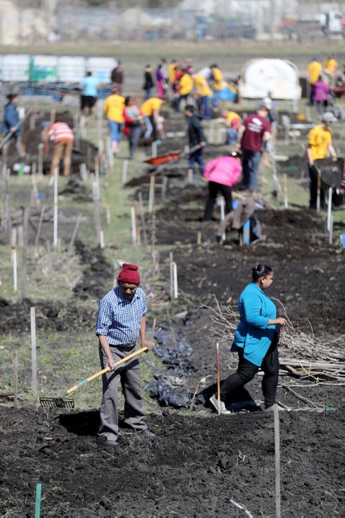 TREVOR HAGAN / WINNIPEG FREE PRESS
Around 230 Mormon youth from Winnipeg, Regina and Saskatoon gathered to assist around 60 refugee families work in the Rainbow Community Garden near the University of Manitoba, Saturday, April 29, 2017.