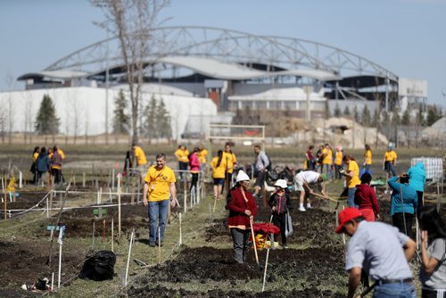 TREVOR HAGAN / WINNIPEG FREE PRESS
Around 230 Mormon youth from Winnipeg, Regina and Saskatoon gathered to assist around 60 refugee families work in the Rainbow Community Garden near the University of Manitoba, Saturday, April 29, 2017.