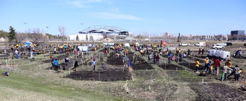 TREVOR HAGAN / WINNIPEG FREE PRESS
Around 230 Mormon youth from Winnipeg, Regina and Saskatoon gathered to assist around 60 refugee families work in the Rainbow Community Garden near the University of Manitoba, Saturday, April 29, 2017.