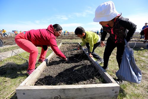 TREVOR HAGAN / WINNIPEG FREE PRESS
Maynanmaya Bisaw and her children, Anish, 10, and Anisha, 8, from Bhutan working in their garden. Around 230 Mormon youth from Winnipeg, Regina and Saskatoon gathered to assist around 60 refugee families work in the Rainbow Community Garden near the University of Manitoba, Saturday, April 29, 2017.