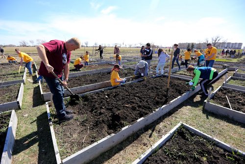 TREVOR HAGAN / WINNIPEG FREE PRESS
Around 230 Mormon youth from Winnipeg, Regina and Saskatoon gathered to assist around 60 refugee families work in the Rainbow Community Garden near the University of Manitoba, Saturday, April 29, 2017.