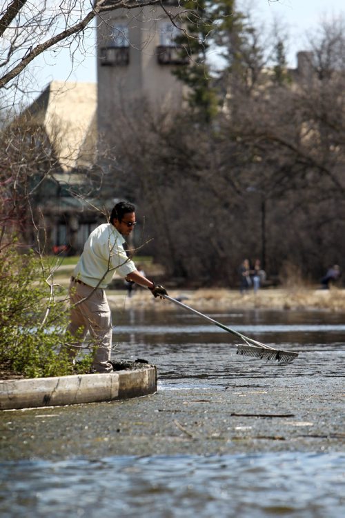 RUTH BONNEVILLE /  WINNIPEG FREE PRESS

Jaime Chavez grounds keeper with Assiniboine Park Conservancy cleans out the Duck Pond of algae to keep it out of the fountains Tuesday afternoon.  
Standup photo 

See Randy Turner's story. 


May 02, 2017