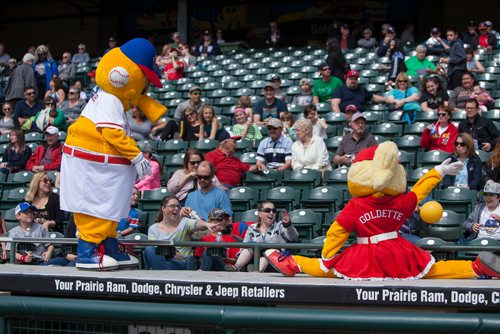 Winnipeg Goldeyes mascots Goldie and Goldette (from left to right) interact with fans at the Goldeyes Open House at Shaw Park. Saturday, May 6, 2017. Copyright Jessica Finn for the Winnipeg Free Press.
