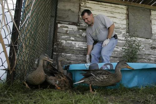 John Woods / Winnipeg Free Press / August 17/08 - 080817  - Ducks scatter as Dan Daiwol attempts to feed them at the Wildlife Haven Rehabilitation Centre in Ile des Chenes Sunday August 17, 2008.