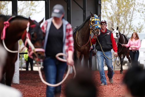 JOHN WOODS / WINNIPEG FREE PRESS
Race horses walk around the paddock prior to a race during opening day of racing at Assiniboia Downs Sunday, May 14, 2017.