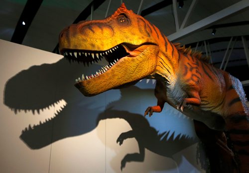 WAYNE GLOWACKI / WINNIPEG FREE PRESS

The T. Rex at the media preview of the World's Giant Dinosaurs Exhibit at the Manitoba Museum that opens Friday.¤ Erin Lebar story May 18 2017