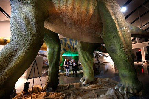 WAYNE GLOWACKI / WINNIPEG FREE PRESS

At right, Pam Moat and Rajdeep Dhaliwal with the Manitoba Museum stand between a Mamenchisaurus and a Brachiosaurus in foreground at the preview of the World's Giant Dinosaurs Exhibit at the Manitoba Museum that opens Friday.¤ Erin Lebar story May 18 2017