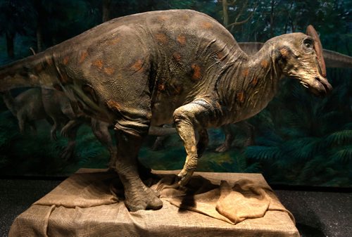 WAYNE GLOWACKI / WINNIPEG FREE PRESS

The Saurolophus at the media preview of the World's Giant Dinosaurs Exhibit at the Manitoba Museum that opens Friday.¤ Erin Lebar story May 18 2017