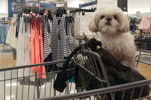 Canstar Community News May 17, 2017 - Pebbles took in the sights on opening day at HomeSense/Marshalls at Kildonan Place (1555 Regent Ave. West). (SHELDON BIRNIE/CANSTAR/THE HERALD)