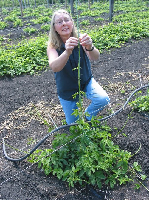 Canstar Community News Mat 24, 2017 - Sandra Gowan, of Prairie Gems, trains one of the hops plants on her farm in the RM of Rosser. (ANDREA GEARY/CANSTAR COMMUNITY NEWS)