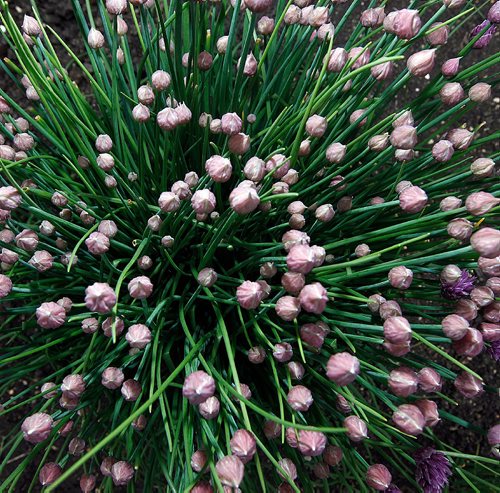 PHIL HOSSACK / WINNIPEG FREE PRESS  -   Chives bursting into bloom. . See Feature re:Early Start yields Bushels. -  May 29 2017
***THIS IS FOR A 49.8 PHOTO PAGE**