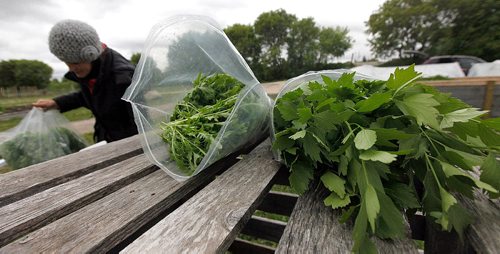 PHIL HOSSACK / WINNIPEG FREE PRESS  -  Fresh Arugula (centre) and Lovage wait to be weighed for market at the Sustainable South Osborne Community Co-operative Gardens. Many vegitables were sown in late fall and are already being harvested at the Churchiill Drive garden. See Feature re:Early Start yields Bushels. -  May 29 2017
***THIS IS FOR A 49.8 PHOTO PAGE**