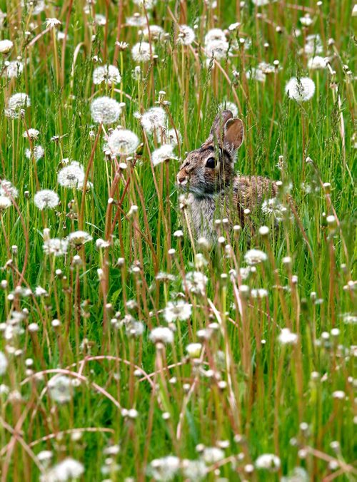 BORIS MINKEVICH / WINNIPEG FREE PRESS
STANDUP - A young rabbit munches on a buffet of dandelions on a North End street.  (from wiki) More than half the world's rabbit population resides in North America Rabbits are crepuscular, most active at dawn and dusk. The average sleep time of a rabbit in captivity is said to be 8.4 hours. As with other prey animals, rabbits often sleep with their eyes open so sudden movements will wake the rabbit and alert it to dangers. May 29, 2017
