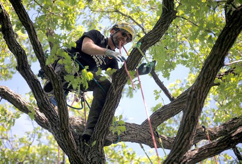 PHIL HOSSACK / WINNIPEG FREE PRESS  -  "Free Climbing Facilitator" Chris Barkman rigs ropes high in the canopy of a large Oak tree in Crescent Park Thursday afternoon. He was setting up a practice tree climbing run for some friends as he prepped for this weekend's Arbor Day event in St Vital Park Saturday. See release. . Jun 1, 2017
