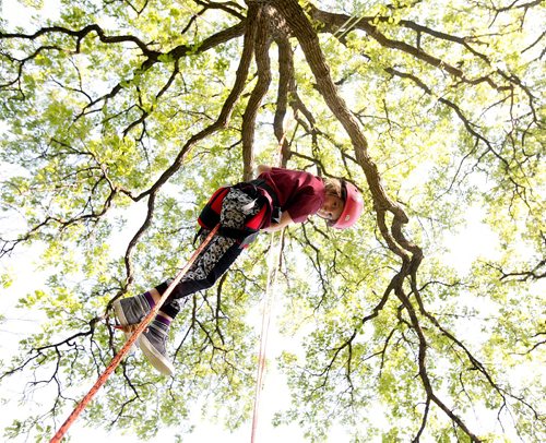 PHIL HOSSACK / WINNIPEG FREE PRESS  -  7 yr old Tilia Carrier looks down as she ascends to the canopy of a large Oak tree in Crescent Park Thursday afternoon. Chris Barkman aka "The Barkman" set up a practice tree climbing run for some friends as he prepped for this weekend's Arbor Day event where He'll be hosting a climb in a treein St Vital Park Saturday. See release. . Jun 1, 2017 Chris can be reached at 2047813199 later this evening fro more info.