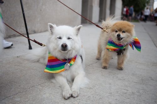 JEN DOERKSEN/WINNIPEG FREE PRESS
Even dogs were dressed up for the 30th annual Pride Parade that marched from the Legislative Building to the Forks. Sunday, June 4, 2017.

