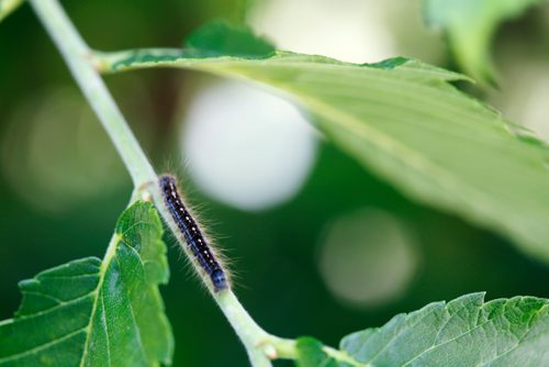 JUSTIN SAMANSKI-LANGILLE / WINNIPEG FREE PRESS
The sugary liquid aphids leave behind on the plants they munch on can attract other bugs such as caterpillars, ants and wasps. 
170606 - Tuesday, June 06, 2017.