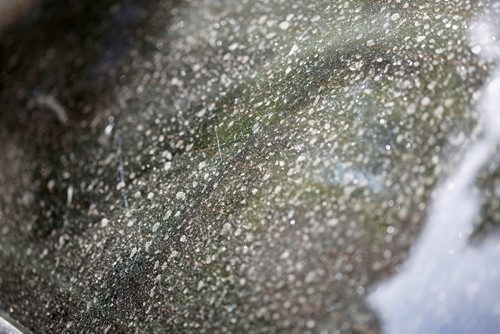 JUSTIN SAMANSKI-LANGILLE / WINNIPEG FREE PRESS
Sticky residue covering your car is a common sight when aphids are in your neighbourhood trees and plants. The insects create the sugary liquid as waste and it can attract other bugs such as ants or wasps.
170606 - Tuesday, June 06, 2017.