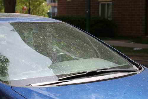 JUSTIN SAMANSKI-LANGILLE / WINNIPEG FREE PRESS
Sticky residue covering your car is a common sight when aphids are in your neighbourhood trees and plants. The insects create the sugary liquid as waste and it can attract other bugs such as ants or wasps.
170606 - Tuesday, June 06, 2017.