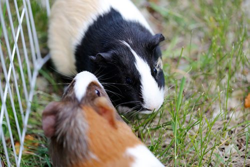 JUSTIN SAMANSKI-LANGILLE / WINNIPEG FREE PRESS
A pair of rescued guinea pigs munch on some fresh grass while outside Cindy and Jeff Hildebrand's house. On Friday, Cindy and Jeff will be officially opening Popcorn and Binkies Rescue Haven for rabbits and guinea pigs.
170608 - Thursday, June 08, 2017.