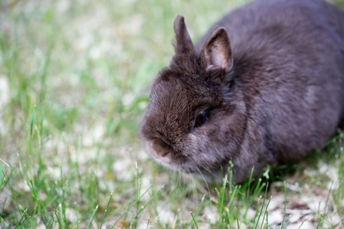 JUSTIN SAMANSKI-LANGILLE / WINNIPEG FREE PRESS
A rescued rabbit munches on some fresh grass while outside Cindy and Jeff Hildebrand's house. On Friday, Cindy and Jeff will be officially opening Popcorn and Binkies Rescue Haven for rabbits and guinea pigs.
170608 - Thursday, June 08, 2017.