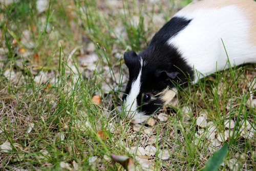 JUSTIN SAMANSKI-LANGILLE / WINNIPEG FREE PRESS
A rescued guinea pig munches on some fresh grass while outside Cindy and Jeff Hildebrand's house. On Friday, Cindy and Jeff will be officially opening Popcorn and Binkies Rescue Haven for rabbits and guinea pigs.
170608 - Thursday, June 08, 2017.