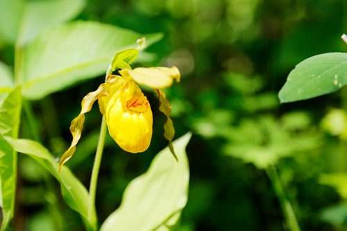 JUSTIN SAMANSKI-LANGILLE / WINNIPEG FREE PRESS
A Yellow Lady Slipper is seen in the Parker Wetlands. The yellow subspecies of this flower is a protected flora in the province. If the wetlands are destroyed by building developments, several protected species such as the Yellow Lady Slipper could be put at further risk.
170609 - Friday, June 09, 2017.