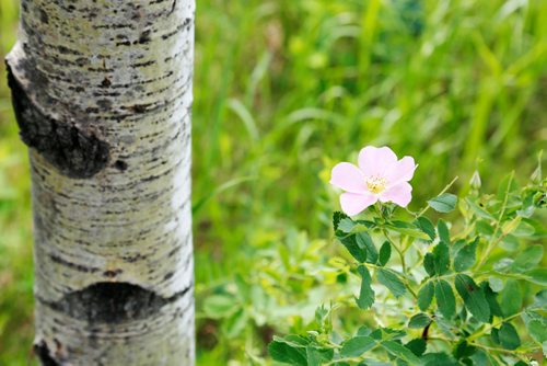 JUSTIN SAMANSKI-LANGILLE / WINNIPEG FREE PRESS
A wildflower is seen in the Parker Wetlands. Cal Dueck, an area resident, says the wetlands are being threatened by building development.
170609 - Friday, June 09, 2017.