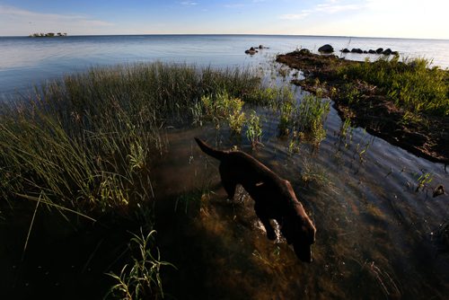 WAYNE GLOWACKI / WINNIPEG FREE PRESS

Dave Olsons dog Minks walks in the water along the shore of Lake Manitoba. Daves familys home is in Peonan Point, a peninsula in the northern part of Lake Manitoba.    Bill Redekop story. June 9  2017