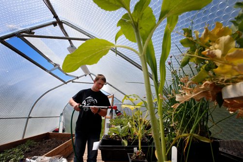 WAYNE GLOWACKI / WINNIPEG FREE PRESS

 Peonan Point School student Jacob Olson in the greenhouse he helps maintain beside the school.  Bill Redekop story. June 9  2017