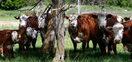 WAYNE GLOWACKI / WINNIPEG FREE PRESS

A few of Oli Olsons polled hereford cattle herd grazing near his home at  Peonan Point, Mb.   Bill Redekop story. June 9  2017